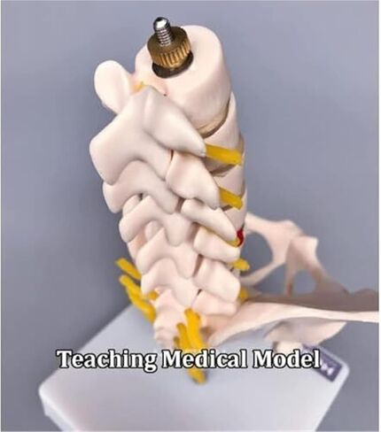 Anatomical Model of Human Pelvic and Hip Bones in Saudi Arabia