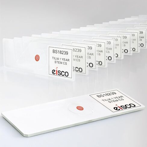 Eisco - 25 Pack Prepared Microscope Slides of Tilia Stem Cross Section 1-Year Dicot 25x77mm Glass for Structure-Function Study in Storage Box in Saudi Arabia