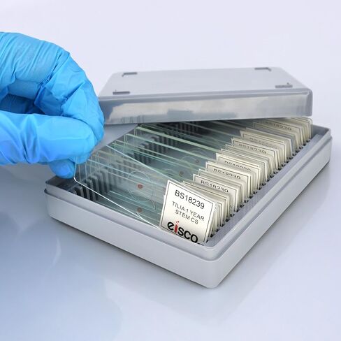 Eisco - 25 Pack Prepared Microscope Slides of Tilia Stem Cross Section 1-Year Dicot 25x77mm Glass for Structure-Function Study in Storage Box in Saudi Arabia