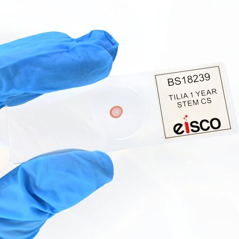 Eisco - 25 Pack Prepared Microscope Slides of Tilia Stem Cross Section 1-Year Dicot 25x77mm Glass for Structure-Function Study in Storage Box in Saudi Arabia