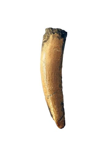 Spinosaurus Tooth Replica – 3" Dinosaur Fossil Model – Cretaceous North Africa in Kuwait