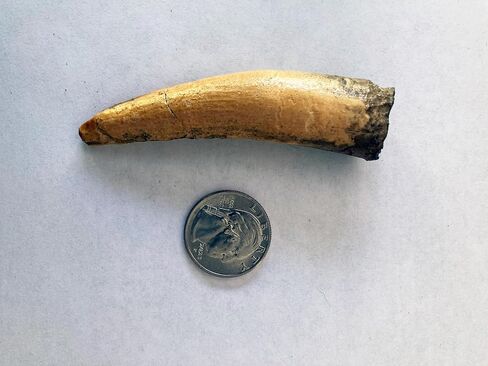 Spinosaurus Tooth Replica – 3" Dinosaur Fossil Model – Cretaceous North Africa in Kuwait