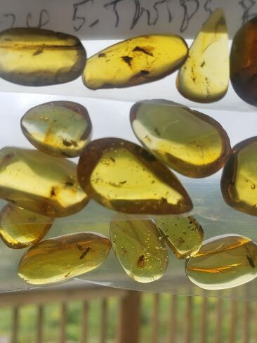 Generic Authentic Insects in Amber from Burma Dinosaur Age Fossils for Microscopy Homeschooling Study Collecting Burmese Amber in Saudi Arabia