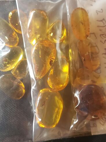 Generic Authentic Insects in Amber from Burma Dinosaur Age Fossils for Microscopy Homeschooling Study Collecting Burmese Amber in Saudi Arabia