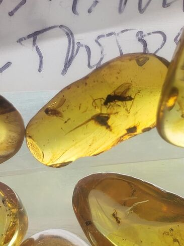 Generic Authentic Insects in Amber from Burma Dinosaur Age Fossils for Microscopy Homeschooling Study Collecting Burmese Amber in Saudi Arabia