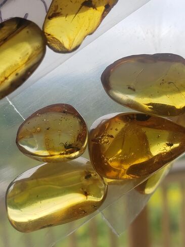 Generic Authentic Insects in Amber from Burma Dinosaur Age Fossils for Microscopy Homeschooling Study Collecting Burmese Amber in Saudi Arabia