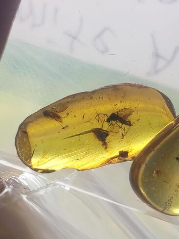 Generic Authentic Insects in Amber from Burma Dinosaur Age Fossils for Microscopy Homeschooling Study Collecting Burmese Amber in Saudi Arabia