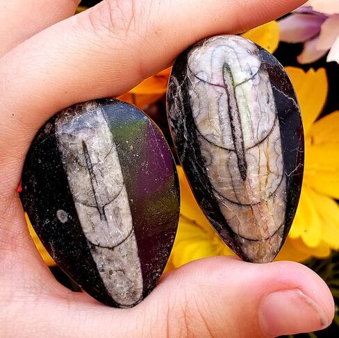 Orthoceras Fossil Stone Specimen Natural Reiki Healing Metaphysical Chakra Crystal Gemstones - 2pc Set, Clear in Saudi Arabia