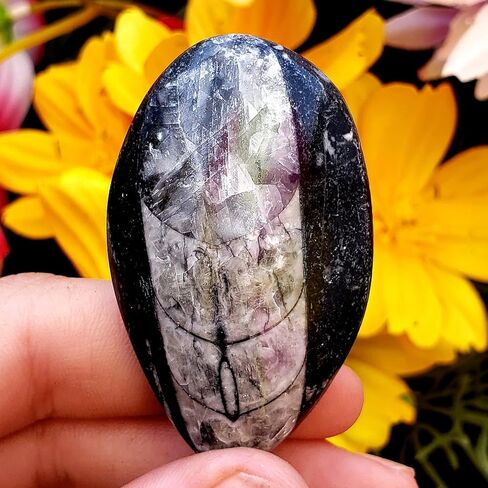 Orthoceras Fossil Stone Specimen Natural Reiki Healing Metaphysical Chakra Crystal Gemstones - 2pc Set, Clear in Saudi Arabia