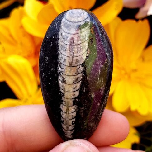 Orthoceras Fossil Stone Specimen Natural Reiki Healing Metaphysical Chakra Crystal Gemstones - 2pc Set, Clear in Saudi Arabia