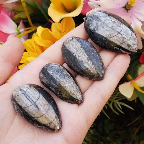 Orthoceras Fossil Stone Specimen Natural Reiki Healing Metaphysical Chakra Crystal Gemstones - 2pc Set, Clear in Saudi Arabia