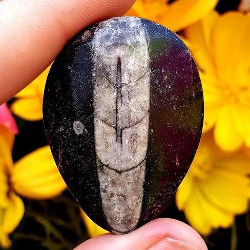 Orthoceras Fossil Stone Specimen Natural Reiki Healing Metaphysical Chakra Crystal Gemstones - 2pc Set, Clear in Saudi Arabia