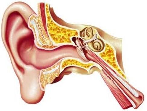 Ear OXM- Natural Ear Aches & Infection Drops (1 Bottle,15 ml) in Saudi Arabia