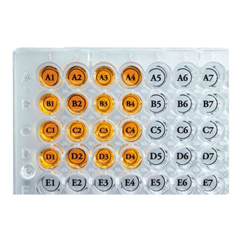 Diversified Biotech WEST-1000 Well Orienter Sticker for Microplate, 96 Well (Pack of 50) in Saudi Arabia