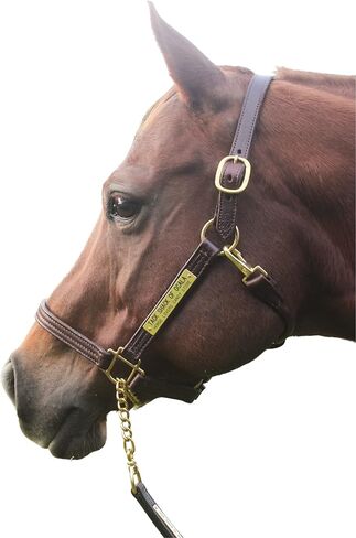 Leather Halter for Horses with Customized Engraved Name Plate Option Halter for Horse | Brown/Brass, Black/Brass, Black/Chrome Options in Saudi Arabia