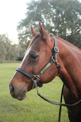 Leather Halter for Horses with Customized Engraved Name Plate Option Halter for Horse | Brown/Brass, Black/Brass, Black/Chrome Options in Saudi Arabia