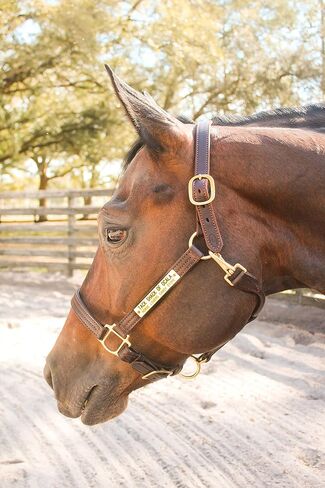 Leather Halter for Horses with Customized Engraved Name Plate Option Halter for Horse | Brown/Brass, Black/Brass, Black/Chrome Options in Saudi Arabia