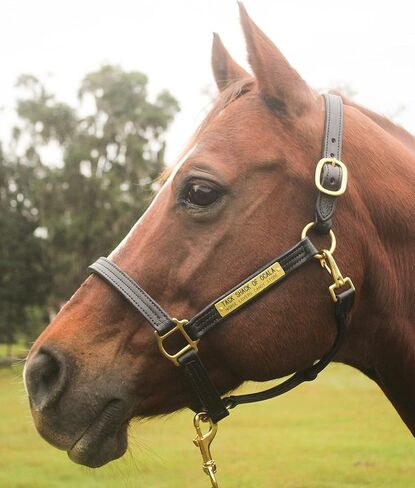 Leather Halter for Horses with Customized Engraved Name Plate Option Halter for Horse | Brown/Brass, Black/Brass, Black/Chrome Options in Saudi Arabia