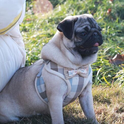 VOOPET Puppy Harness Easy to Put On & Take Off Step in Dog Harness, Puppy Soft Padded Mesh Front Vest with Leash, Adjustable Pets No-Pull Walking Harness with Cute Bows for Small Dogs and Cats in Saudi Arabia