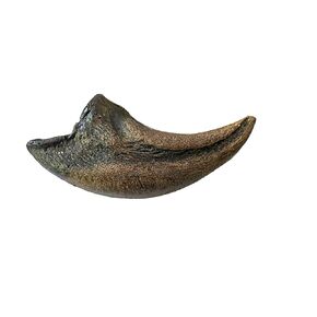 Tyrannosaurus Rex Toe Claw Replica – 9" Fossil Cast from Late Cretaceous Predator in Kuwait