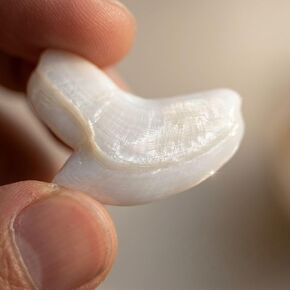 نسخة طبق الأصل من أسنان قرش النمر، مظهر أحفوري واقعي مع لمسة نهائية لؤلؤية قزحية، حرفة طبيعية صديقة للبيئة، تأتي مع صندوق هدايا أسود وحقيبة مخملية in Kuwait