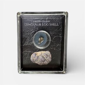 Authentic Dinosaur Egg Shell Fossil Gift Box - 65 Million Year Old Cretaceous Specimen in Lucite Case, Teton County, USA in Saudi Arabia