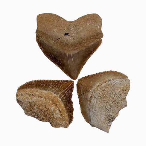 أسنان القرش الأحفوري Squalicorax Megalodon النسبية الكثير من 3! المحيط الحقيقي والأصيل رائع للأطفال في الفصول الدراسية وعلم الحفريات والشفاء الميتافيزيقي وجيولوجيا الديناصورات الطباشيرية in Kuwait