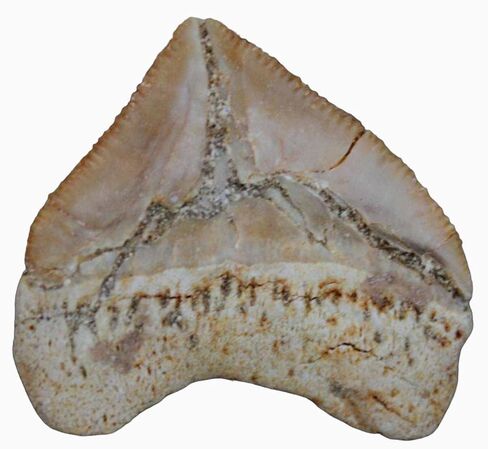 أسنان القرش الأحفوري Squalicorax Megalodon النسبية الكثير من 3! المحيط الحقيقي والأصيل رائع للأطفال في الفصول الدراسية وعلم الحفريات والشفاء الميتافيزيقي وجيولوجيا الديناصورات الطباشيرية in Kuwait