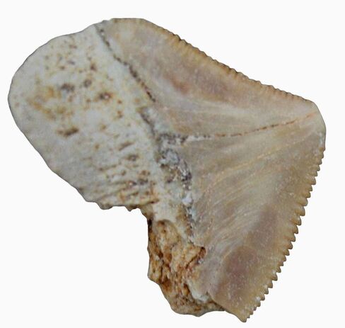 أسنان القرش الأحفوري Squalicorax Megalodon النسبية الكثير من 3! المحيط الحقيقي والأصيل رائع للأطفال في الفصول الدراسية وعلم الحفريات والشفاء الميتافيزيقي وجيولوجيا الديناصورات الطباشيرية in Kuwait