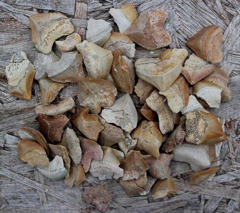 أسنان القرش الأحفوري Squalicorax Megalodon النسبية الكثير من 3! المحيط الحقيقي والأصيل رائع للأطفال في الفصول الدراسية وعلم الحفريات والشفاء الميتافيزيقي وجيولوجيا الديناصورات الطباشيرية in Kuwait