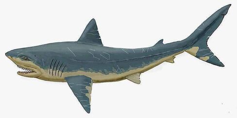 أسنان القرش الأحفوري Squalicorax Megalodon النسبية الكثير من 3! المحيط الحقيقي والأصيل رائع للأطفال في الفصول الدراسية وعلم الحفريات والشفاء الميتافيزيقي وجيولوجيا الديناصورات الطباشيرية in Kuwait