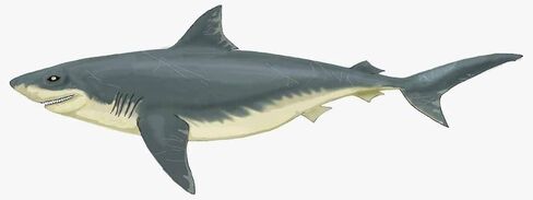 أسنان القرش الأحفوري Squalicorax Megalodon النسبية الكثير من 3! المحيط الحقيقي والأصيل رائع للأطفال في الفصول الدراسية وعلم الحفريات والشفاء الميتافيزيقي وجيولوجيا الديناصورات الطباشيرية in Kuwait