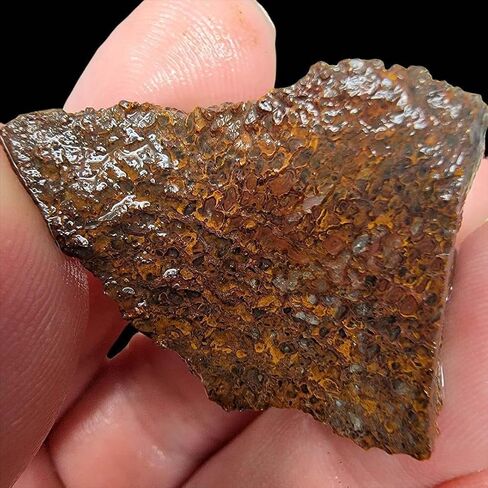 Handful of Authentic Gem Dinosaur Bone Fragments and Slivers! in Saudi Arabia