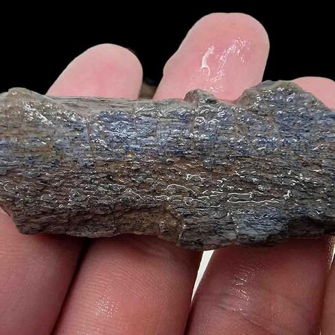 Handful of Authentic Gem Dinosaur Bone Fragments and Slivers! in Saudi Arabia
