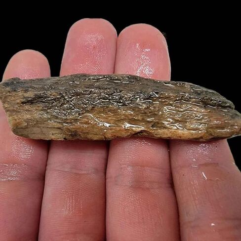 Handful of Authentic Gem Dinosaur Bone Fragments and Slivers! in Saudi Arabia