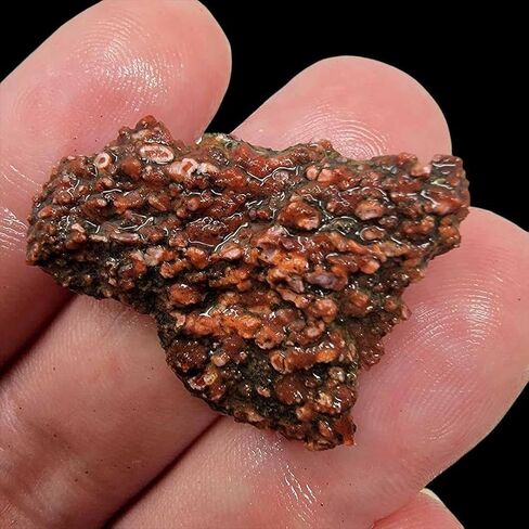 Handful of Authentic Gem Dinosaur Bone Fragments and Slivers! in Saudi Arabia