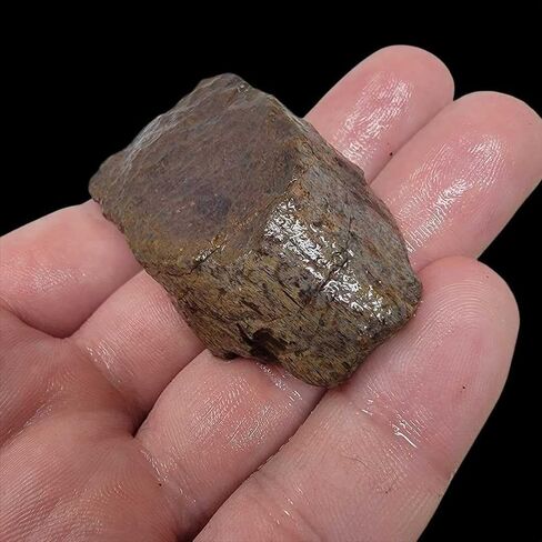 Handful of Authentic Gem Dinosaur Bone Fragments and Slivers! in Saudi Arabia