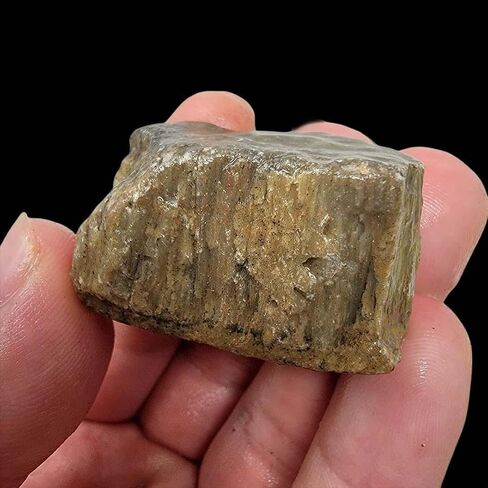 Handful of Authentic Gem Dinosaur Bone Fragments and Slivers! in Saudi Arabia