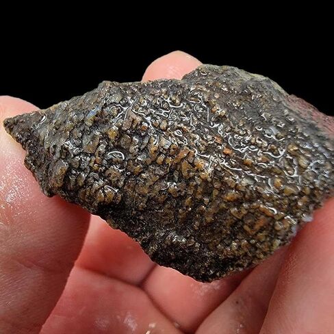 Handful of Authentic Gem Dinosaur Bone Fragments and Slivers! in Saudi Arabia