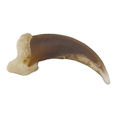 Skulls Unlimited Real Coyote Claw – Model Animals Educational Specimen for Science Education Single Claw in Saudi Arabia