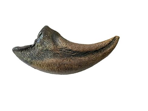 Tyrannosaurus Rex Toe Claw Replica – 9" Fossil Cast from Late Cretaceous Predator in Kuwait