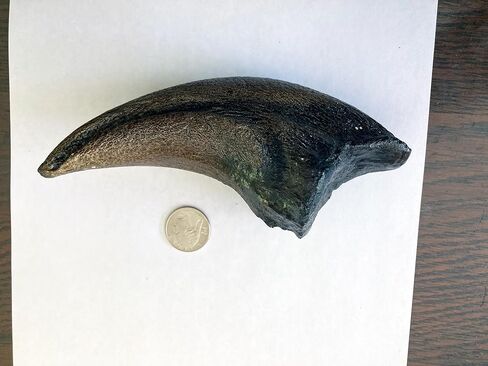 Tyrannosaurus Rex Toe Claw Replica – 9" Fossil Cast from Late Cretaceous Predator in Kuwait