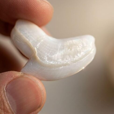 نسخة طبق الأصل من أسنان قرش النمر، مظهر أحفوري واقعي مع لمسة نهائية لؤلؤية قزحية، حرفة طبيعية صديقة للبيئة، تأتي مع صندوق هدايا أسود وحقيبة مخملية in Kuwait