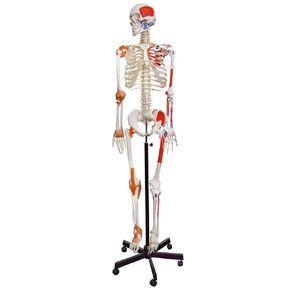 Human Muscular Skeleton Model, Natural Size - Flexible, Painted Muscle Origins & Insertions, Ligaments Details - Rod Mount with Rolling Base - Eisco Labs in Kuwait