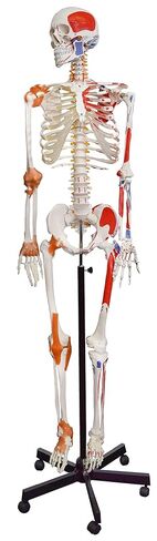 Human Muscular Skeleton Model, Natural Size - Flexible, Painted Muscle Origins & Insertions, Ligaments Details - Rod Mount with Rolling Base - Eisco Labs in Kuwait