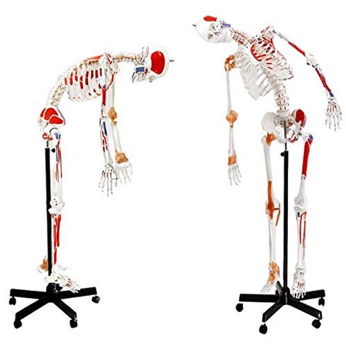Human Muscular Skeleton Model, Natural Size - Flexible, Painted Muscle Origins & Insertions, Ligaments Details - Rod Mount with Rolling Base - Eisco Labs in Kuwait