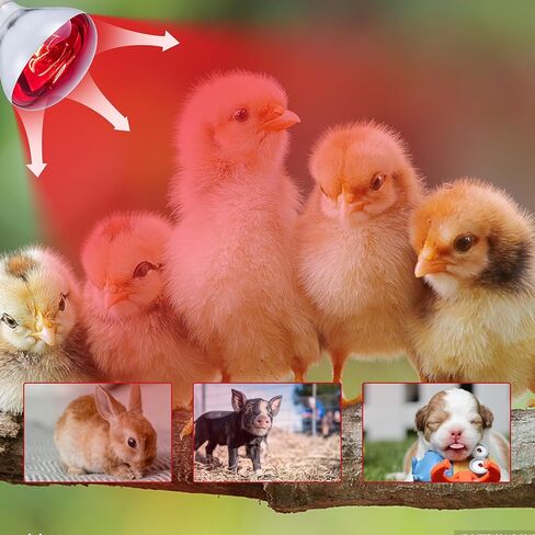 6 Pack 250W Heat Lamp Bulbs for Chicks, R40 Brooder Heat Lamp for Chickens, Infrared Reflector Heating Bulbs, Incandescent Heat for Pet, Bathroom, Food in Saudi Arabia