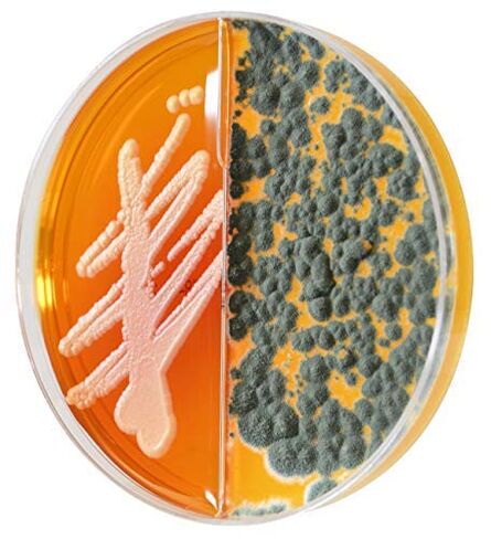 Derm-Duet، RSM/DTM، وسط اختبار التبوغ السريع/وسط اختبار الفطريات الجلدية، صفيحة ثنائية 15 × 100 مم، اطلب حسب العبوة المكونة من 10 قطع، من شركة Hardy Diagnostics in Kuwait