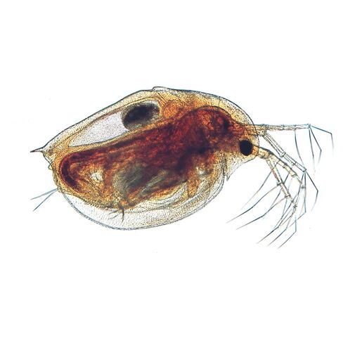 Daphnia Pulex, Living in Kuwait
