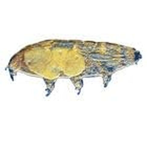 Water Bear (Tardigrade) Culture, Living in Kuwait
